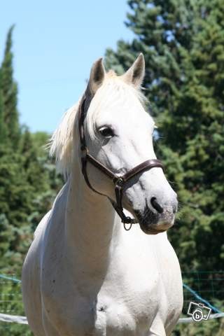 Photo de profil de idole34