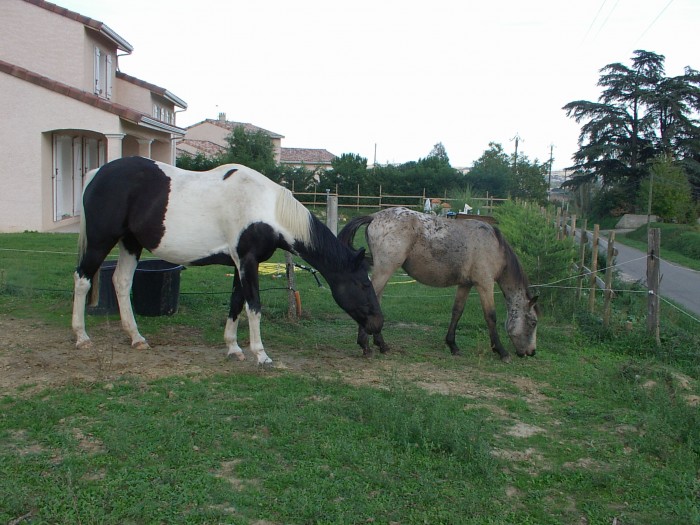 Photo de profil de chocolatine