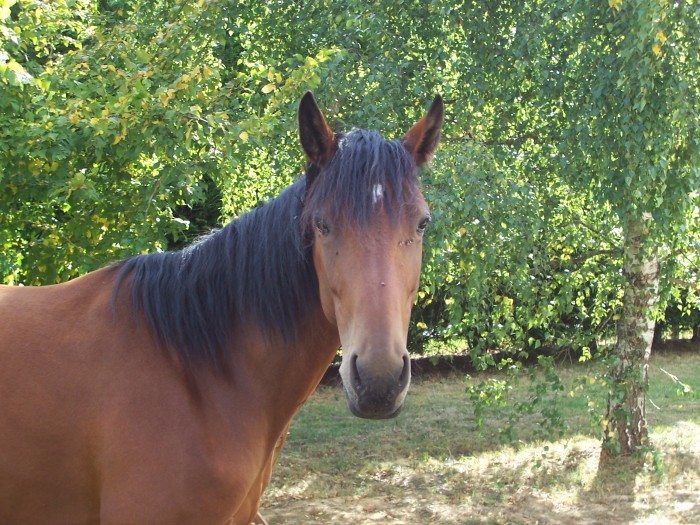 Photo de profil de soie