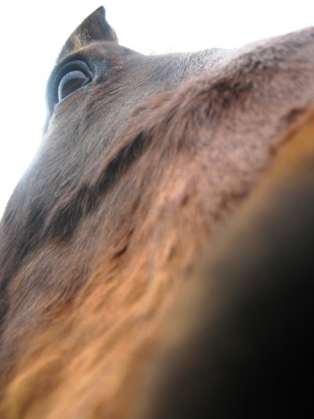 Photo de profil de rougemuraille