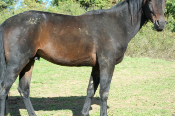 Photo de profil de chevaldu53