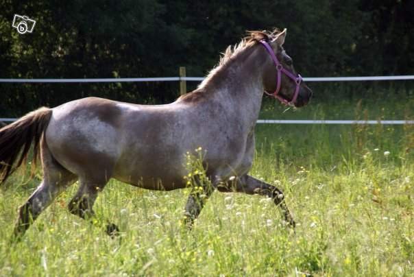 Photo de profil de lafeeorphee