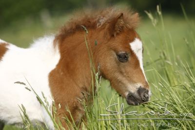 Photo de profil de histoireequine