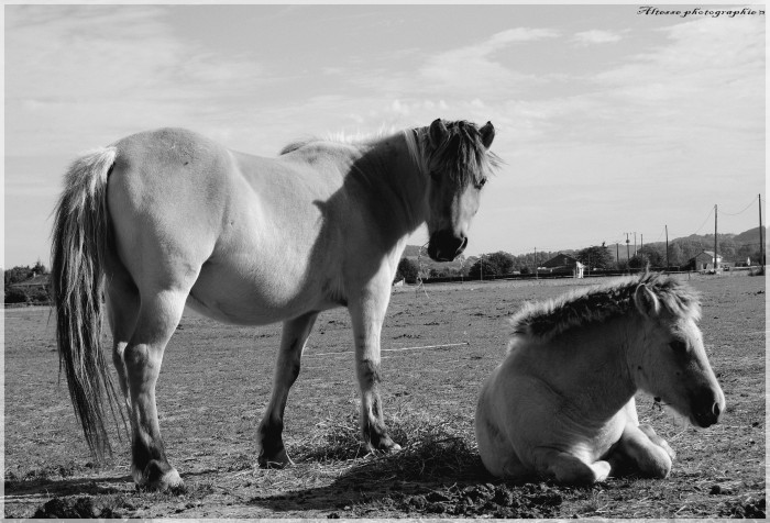 Photo de profil de cheval47550