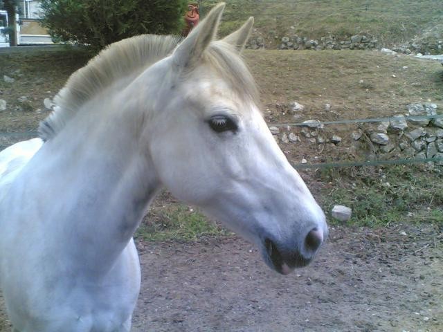 Photo de profil de alfonso