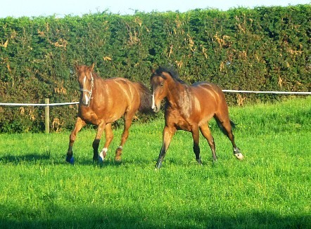 Photo de profil de a-raphy