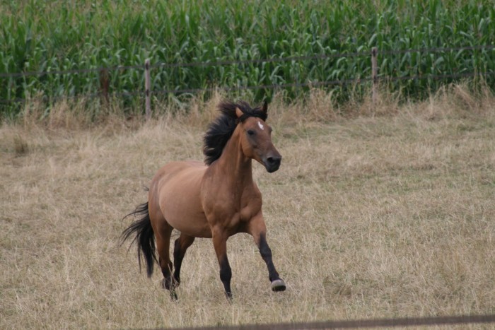 Photo de profil de opaleopale