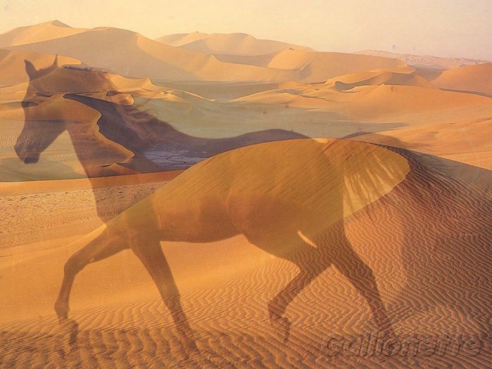 Photo de profil de lovehorse49