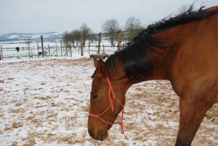 Photo de profil de sabetrom