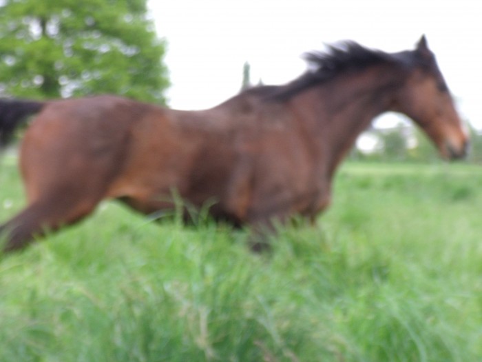 Photo de profil de kungen