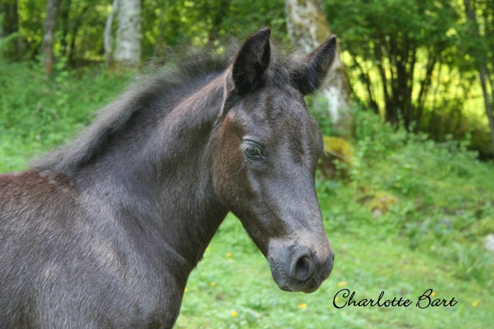 Photo de profil de charlotteariege