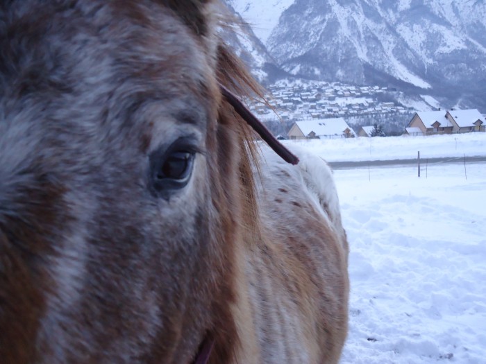 Photo de profil de horses.girlye