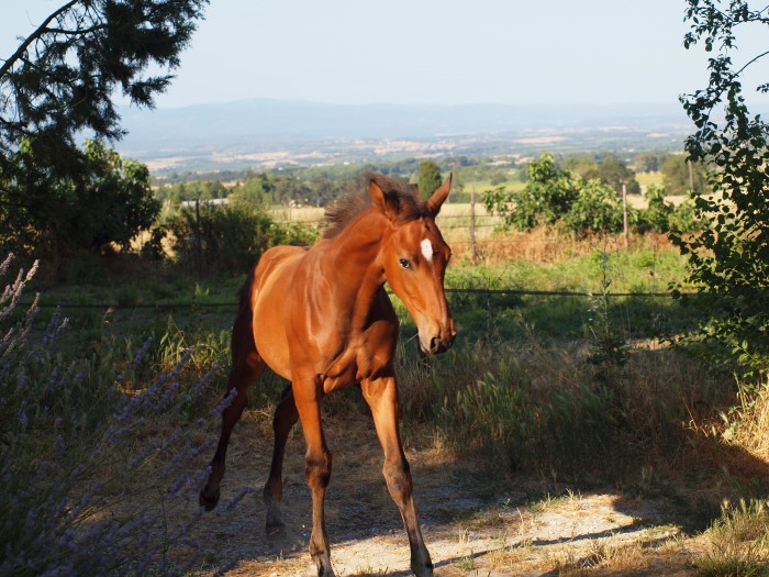 Photo de profil de cantaloup