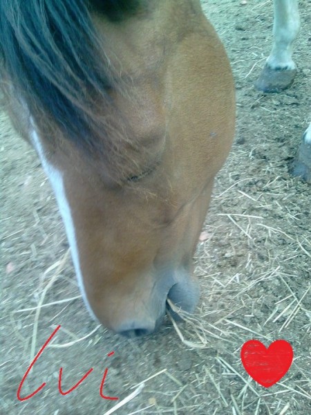 Photo de profil de shogoundesmagne