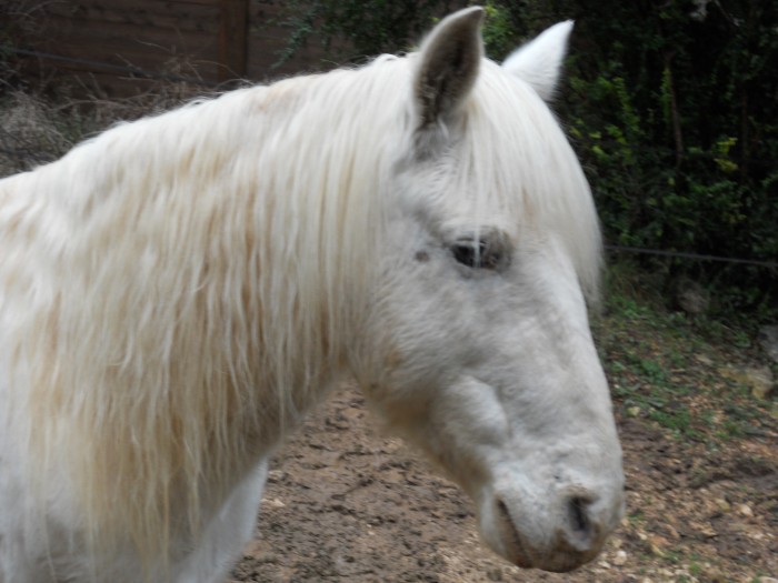 Photo de profil de chipoonette
