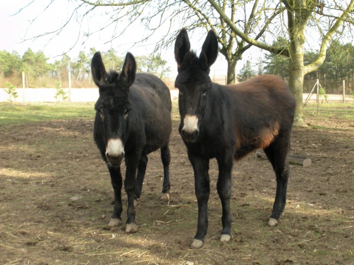 Photo de profil de josiane10290