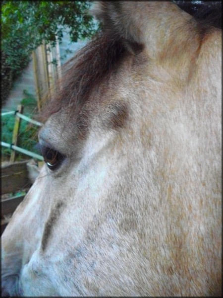 Photo de profil de petitefleur33