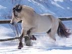 Photo de profil de lafan2chevaux