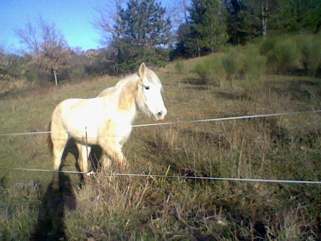Photo de profil de popohorse