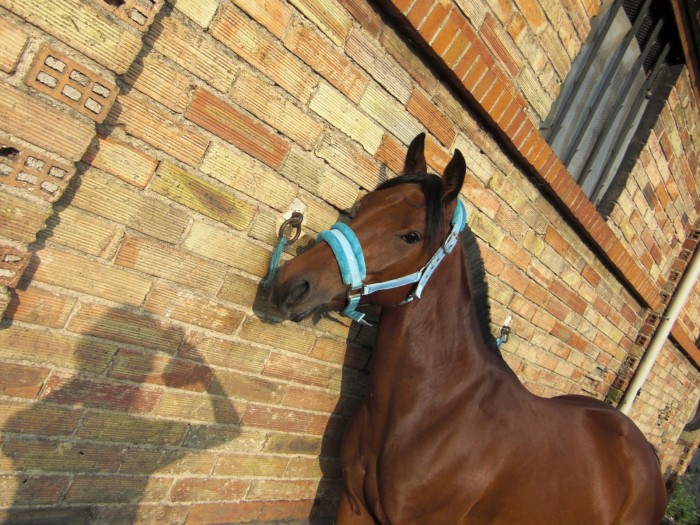 Photo de profil de nolglobul