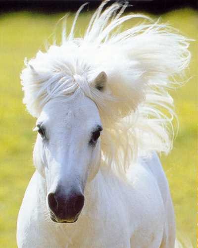 Photo de profil de poney27