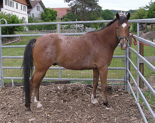 Photo de profil de chatonne02