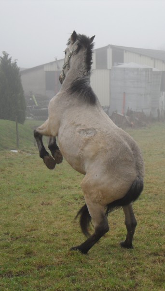 Photo de profil de xhorse67