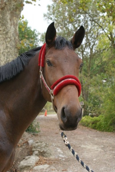 Photo de profil de ecurienapoleon