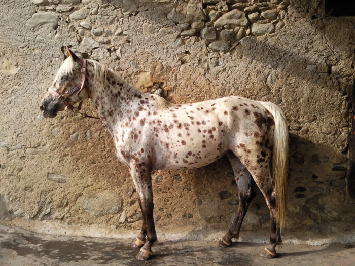 Photo de profil de margviki