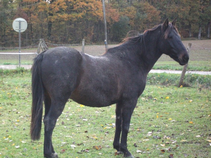 Photo de profil de capuce