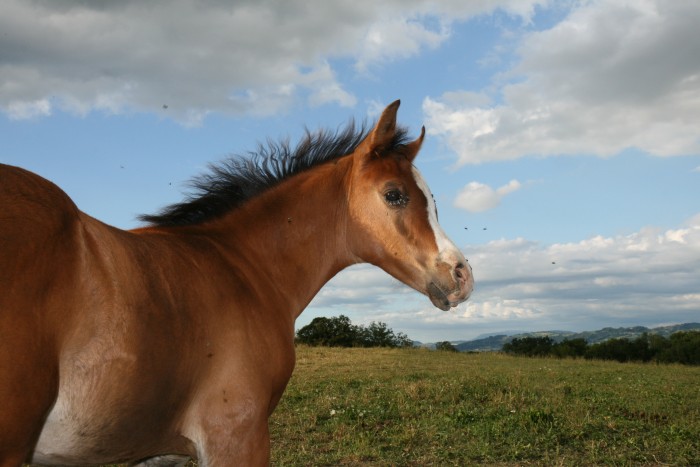 Photo de profil de granier