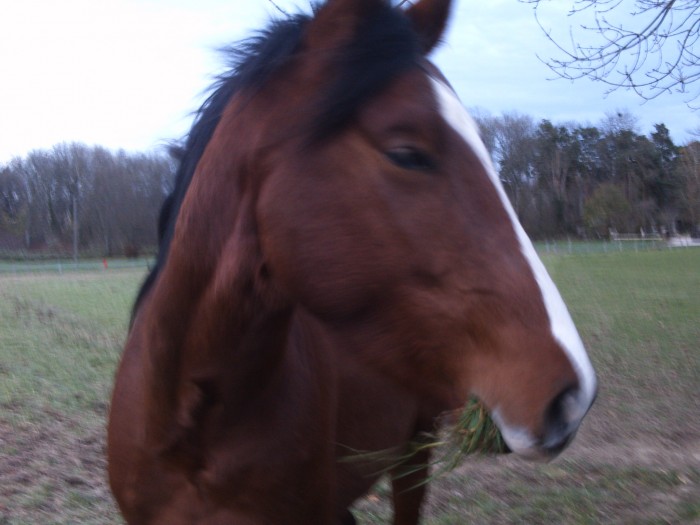 Photo de profil de irisdor