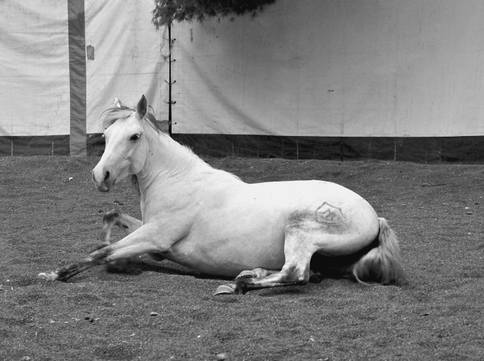 Photo de profil de ciara13