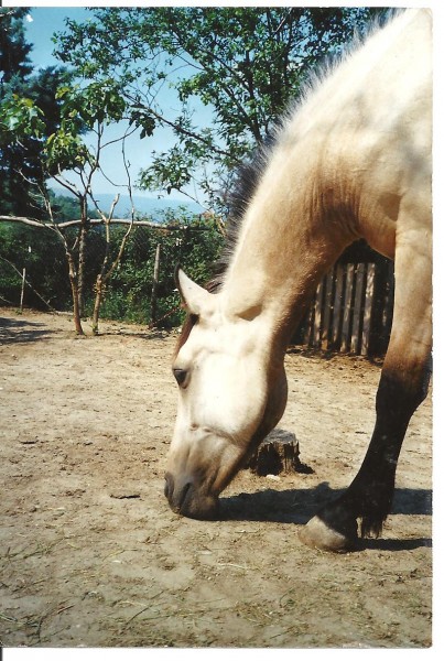 Photo de profil de rhodesia