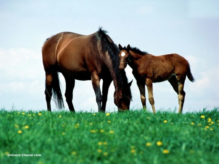 Photo de profil de horserdu81