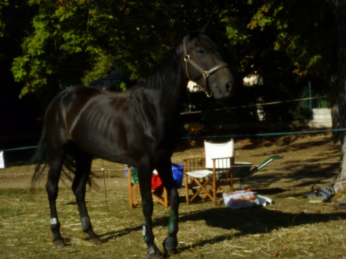 Photo de profil de laika06