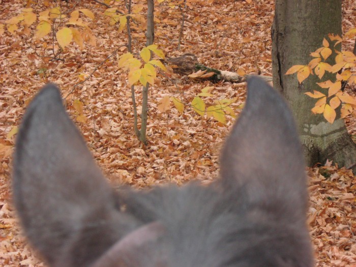 Photo de profil de pissenlit007