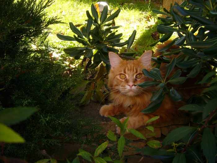 Photo de profil de tenordgarrigues