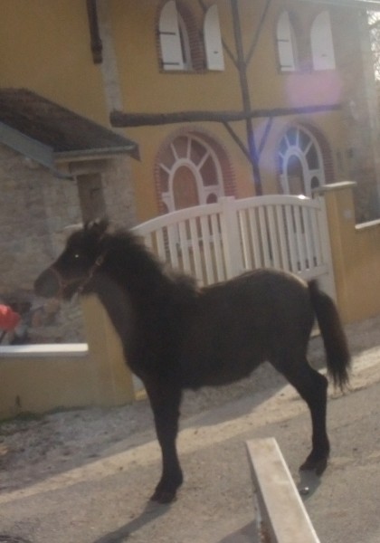 Photo de profil de soico