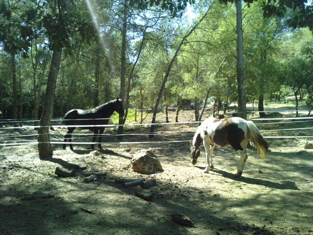 Photo de profil de les.crinieres