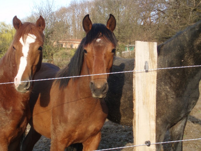 Photo de profil de thezazoo