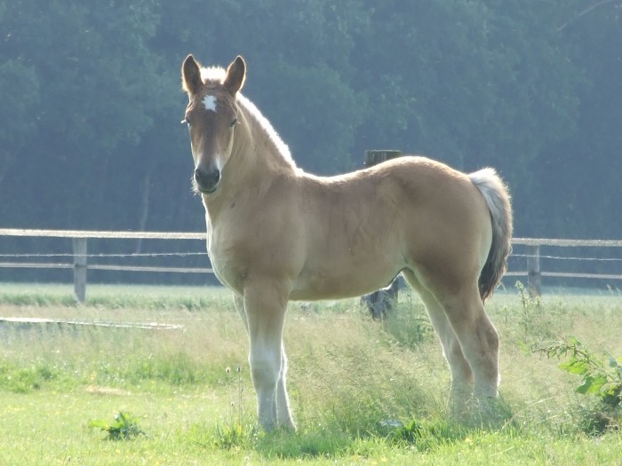 Photo de profil de hidalgodu77