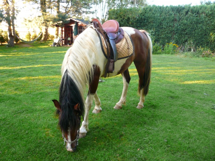 Photo de profil de cheval12345