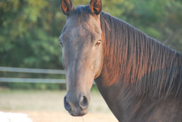 Photo de profil de bouboukao31