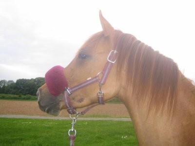 Photo de profil de missoror