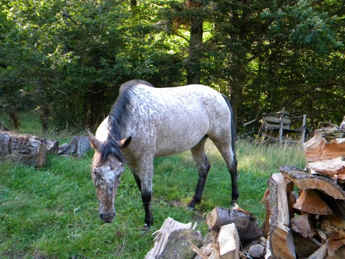 Photo de profil de zazou68