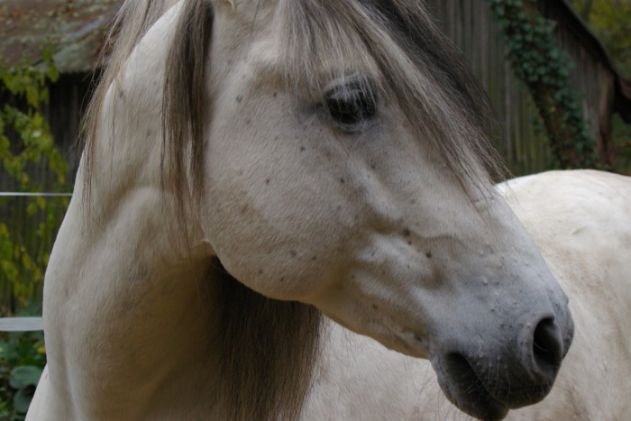 Photo de profil de bucaro