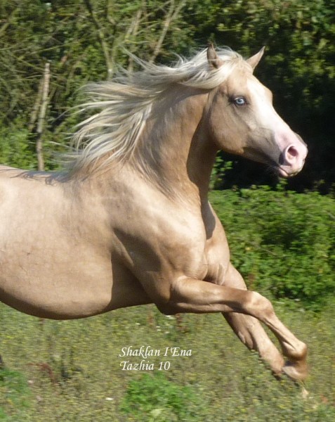 Photo de profil de tazhia