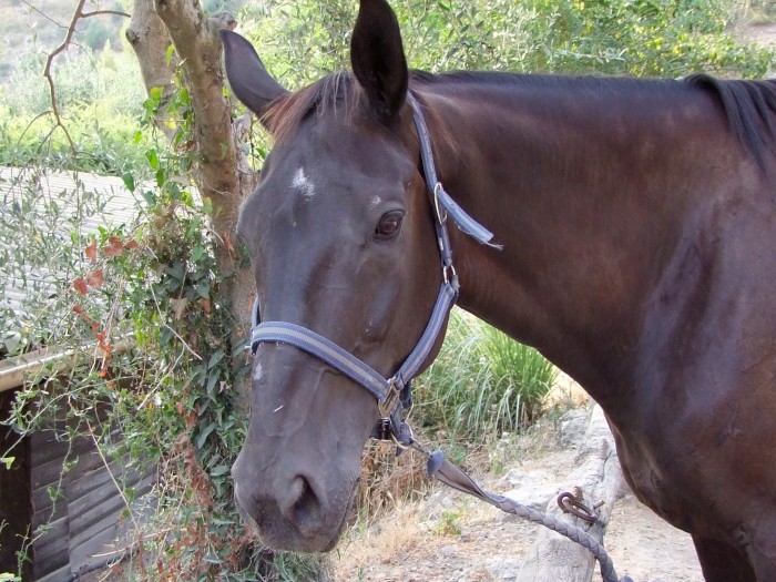 Photo de profil de roxanena
