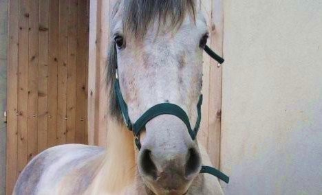 Photo de profil de rafalounette